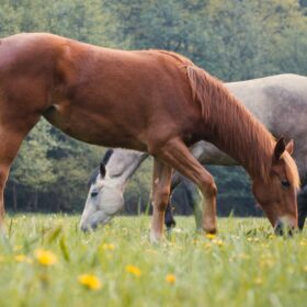 paarden. compenseren, klachten vrij, huisvesting, voeding, beweging