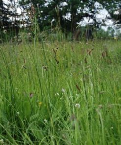 graszaad 4, Graszaad mengsel 2