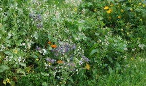 Wilde bloemen in Nederland - Bloemen weide