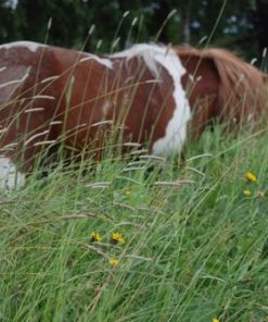 Alternative view of Bio-Ron | Zaaigoed | Timothee