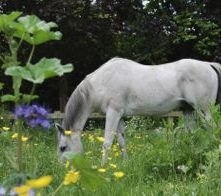 Bio-Ron | Zaaigoed | Wolff - Multimengsel 1 (bloemen, kruiden en leguminosen)