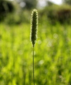 Bio-Ron | Zaaigoed | Timothee