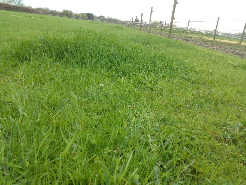 goed groeiend gras door multi task