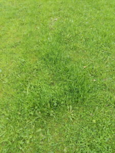 multi task bespoten gras