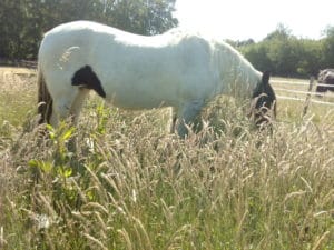 Spijsvertering paard biologisch paardenvoer darmflora