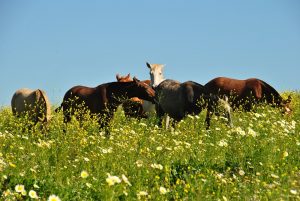 zelfmedicatie paarden in het wild gezondheid kruiden