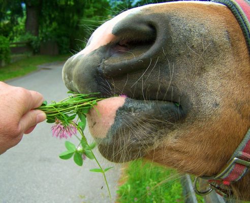 glutenvrij graanvij tarwevrij paardenvoeding voer voor paarden biologisch