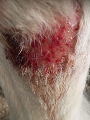 aloë vera voor paarden, genezing, wond, bacteriën, biologisch, pure horse, aloë vera