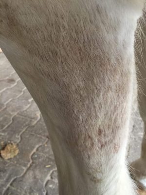 Aloë vera voor paarden, pure horse, biologisch, genezing, aloë gel