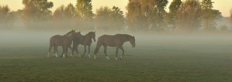 luchtwegproblemen bij paarden, aandoeningen, chronisch, astma, bronchitis, voeding, essentiële olie