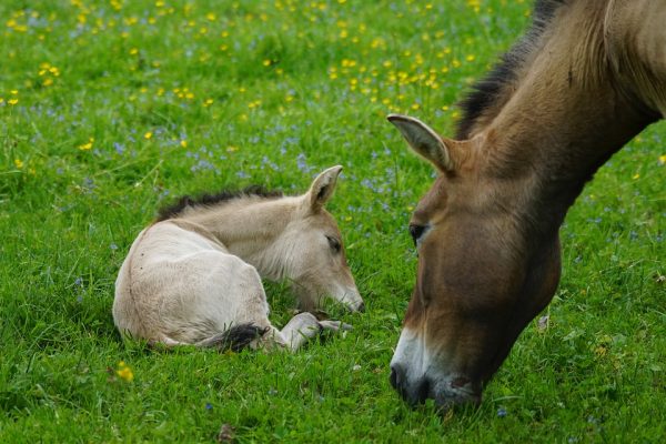 domesticatie van paarden door DNA studie prezewalski oerpaarden wild paard DNA onderzoek wetenschap