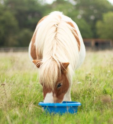 pure horse box okapi glitter shetlander biologisch