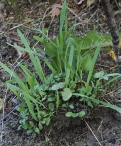 zandhaver, bo-ron, pure horse, weide, zaaien