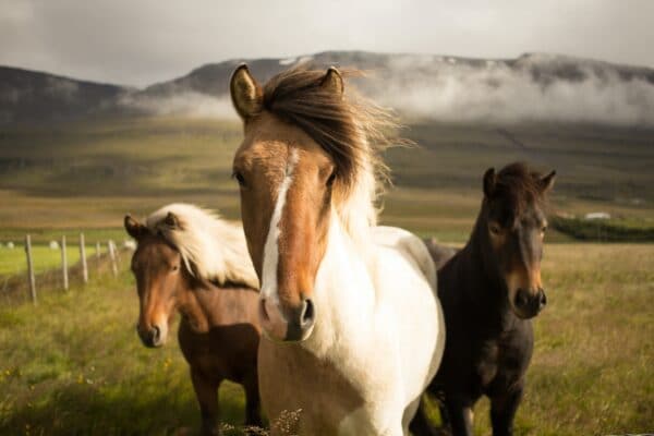 probiotica, pure horse, blog