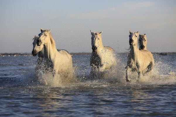 vitamines en mineralen, pure horse,