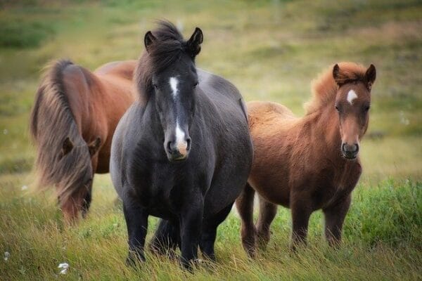 paardenpodcast, pure horse, horse in mind, bodem en weidebeheer