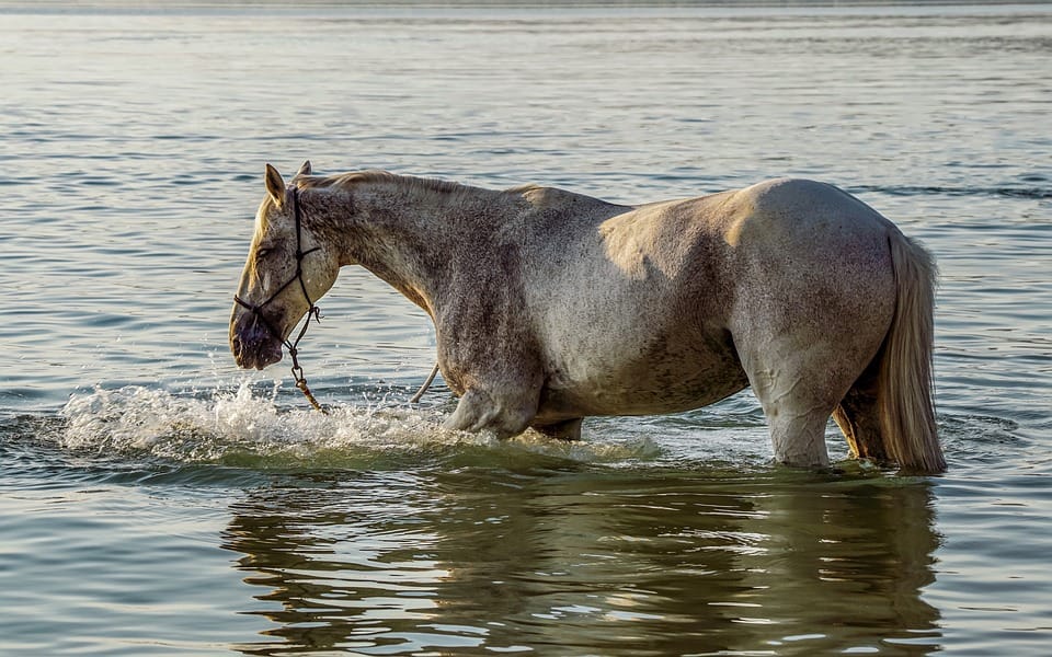 paard