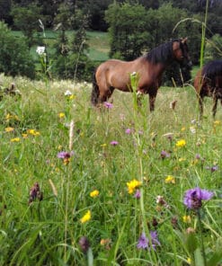 Paardengeluk weidekruiden