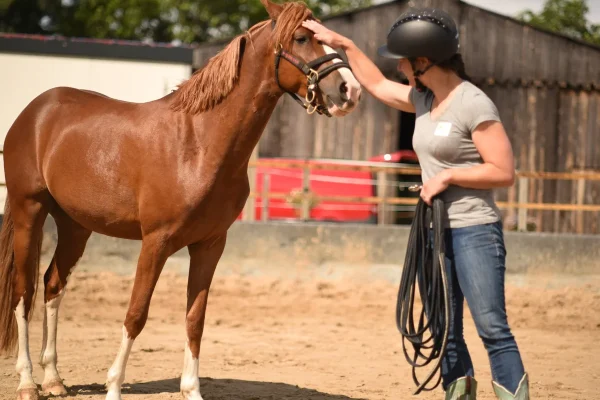 polyvagaal theorie. Stress de baas! Ken jij de polyvagaal theorie al?
