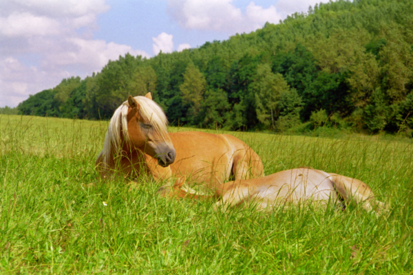 Gezonde paardenweide