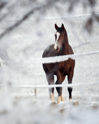 paard in de winter met aandacht voor wintervoeding winterpaarden voeding met ruwvoer en koumanagement paard in sneeuw als voorbeeld van winterpaarden voeding