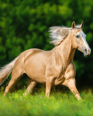 paard in lenteweide met focus op lente paarden voeding lente paarden voeding en veilige start van het weideseizoen paard graast in voorjaar als onderdeel van lente paarden voeding