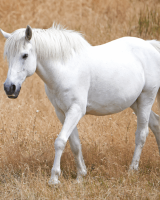 zomergras paard uitleg zomergras risico paard paard zomergras weidegang