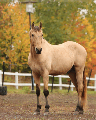herfst paarden voeding overgangsperiode paard in de herfst met ruwvoer en veranderend gras herfst paarden voeding tips voor veilige seizoensovergang paard in herfstweide met aandacht voor fructaanrisico