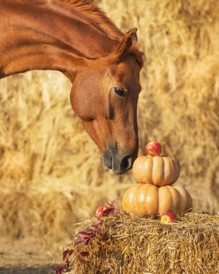 herfst kruiden voor paarden – kruiden voeren in de herfst – seizoenskruiden paard